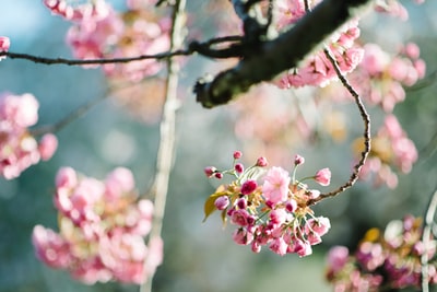 Petals pink flowers
